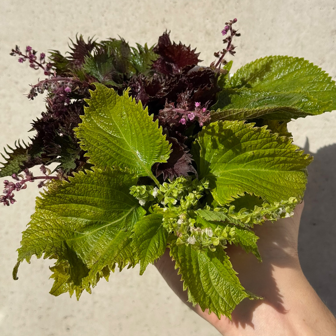 Preview of our produce